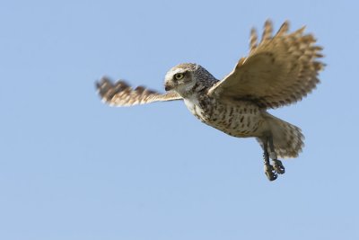 burrowing owl 063007_MG_1285