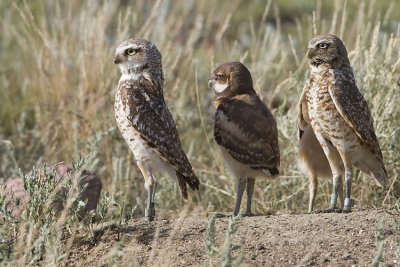 burrowing owls 063007_MG_1281
