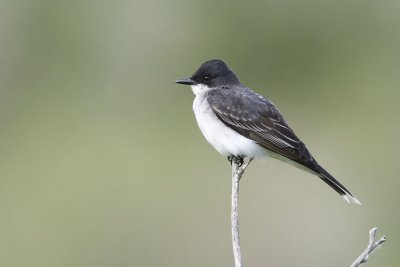 eastern kingbird 062907_MG_0836