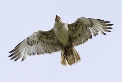 ferruginous hawk 062907_MG_0561