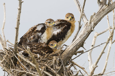 ferruginous hawks 062907_MG_1586