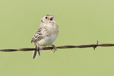 grasshopper sparrow 062907_MG_0703