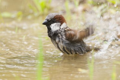 house sparrow 062907_MG_1459