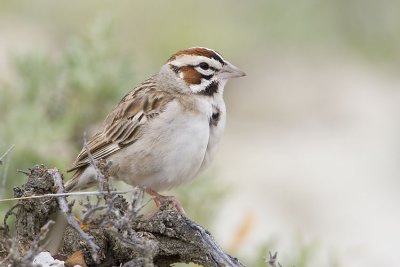 Lark Sparrows