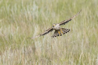 merlin 062907_MG_0298