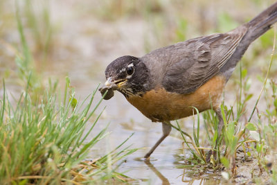 american robin 062907_MG_1344