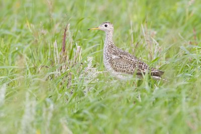 upland sandpiper 062807_MG_0149