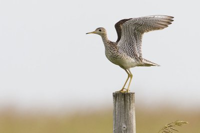 upland sandpiper 062807_MG_0164