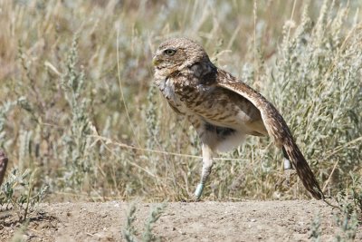 burrowing owl 063007_MG_0751