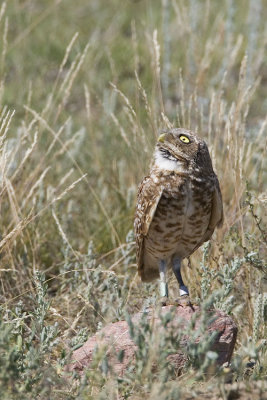 burrowing owl 063007_MG_0644