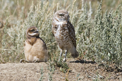 burrowing owls 063007_MG_0603