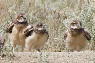 burrowing owls 063007_MG_0526