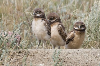 burrowing owls 063007_MG_0475