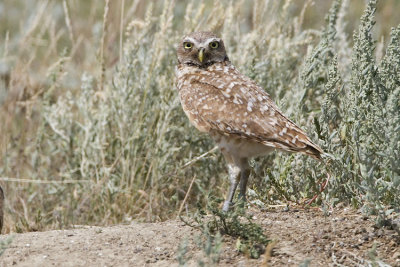 burrowing owl 063007_MG_0418
