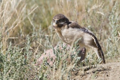 burrowing owl 063007_MG_0826