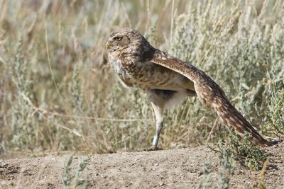 burrowing owl 063007_MG_0936