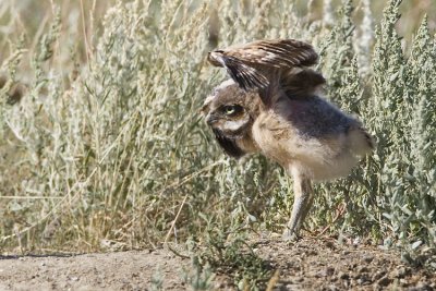 burrowing owl 063007_MG_1072