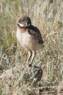 burrowing owl 063007_MG_1078