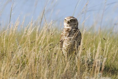 burrowing owl 063007_MG_1141