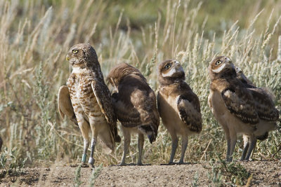 burrowing owls 063007_MG_1183