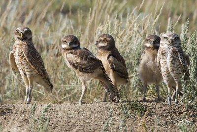burrowing owls 063007_MG_1193