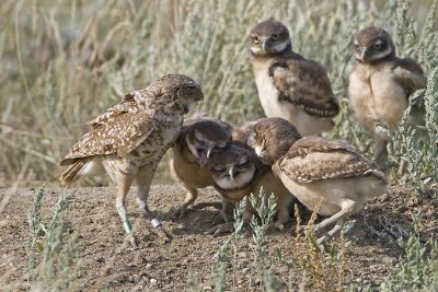 burrowing owls 063007_MG_1214
