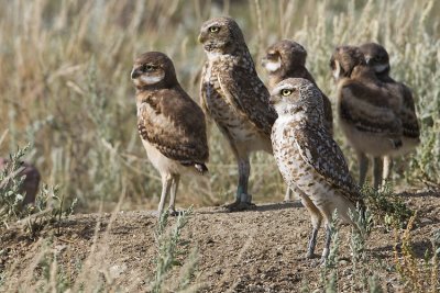 burrowing owls 063007_MG_1240