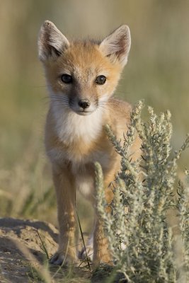 swift fox 063007_MG_1380