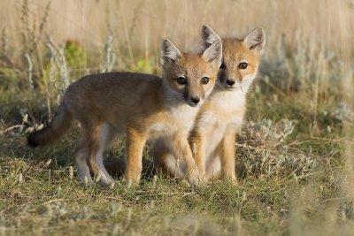 swift foxes 063007_MG_1392