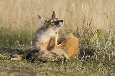 swift fox 063007_MG_1432