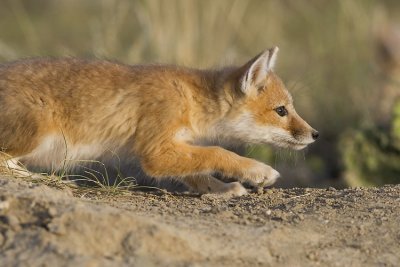 swift fox 063007_MG_1520