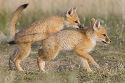 swift foxes 063007_MG_1551