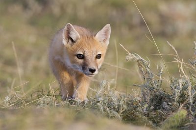 swift fox 063007_MG_1576