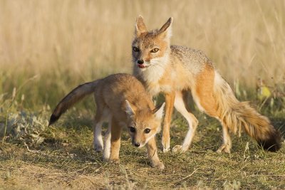 swift foxes 063007_MG_1705