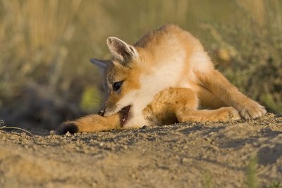 swift fox 063007_MG_1738
