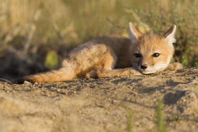 swift fox 063007_MG_1751