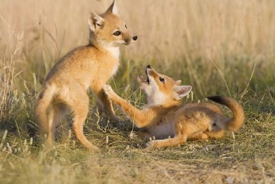 swift foxes 063007_MG_1765