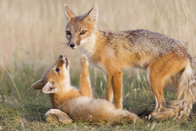 swift foxes 063007_MG_1879