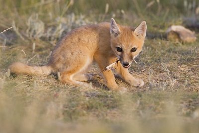 swift fox 063007_MG_1891