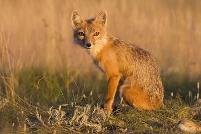swift fox 063007_MG_2067