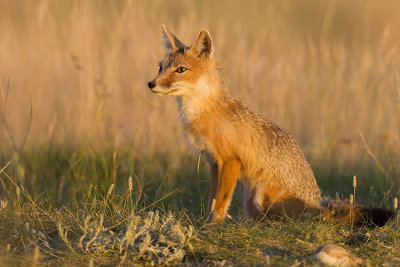 swift fox 063007_MG_2130