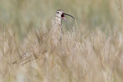 long-billed curlew 070107_MG_0534