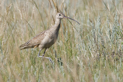long-billed curlew 070107_MG_0617