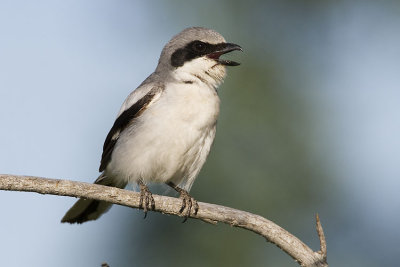 loggerhead shrike 070107_MG_0201