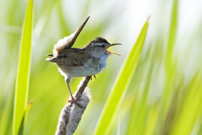 marsh wren 070107_MG_1142