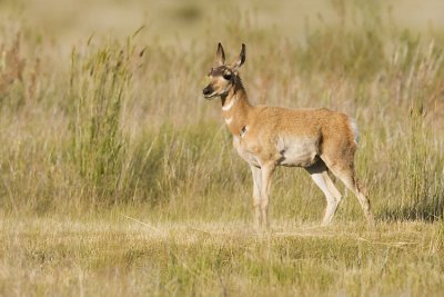 pronghorn 070107_MG_1148