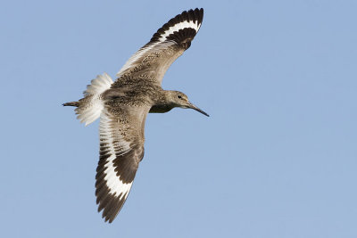 willet 070107_MG_0831