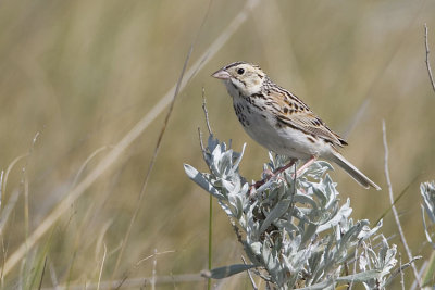 baird's sparrow 070207_MG_0448
