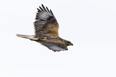 ferruginous hawk 070207_MG_0075