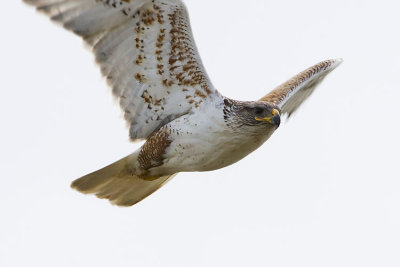 ferruginous hawk 070207_MG_0094